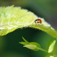 Ladybug life