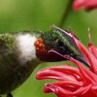 up close with a hummingbird