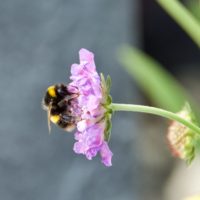 Bee on Scabiosa 2