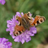Battered Red Admiral